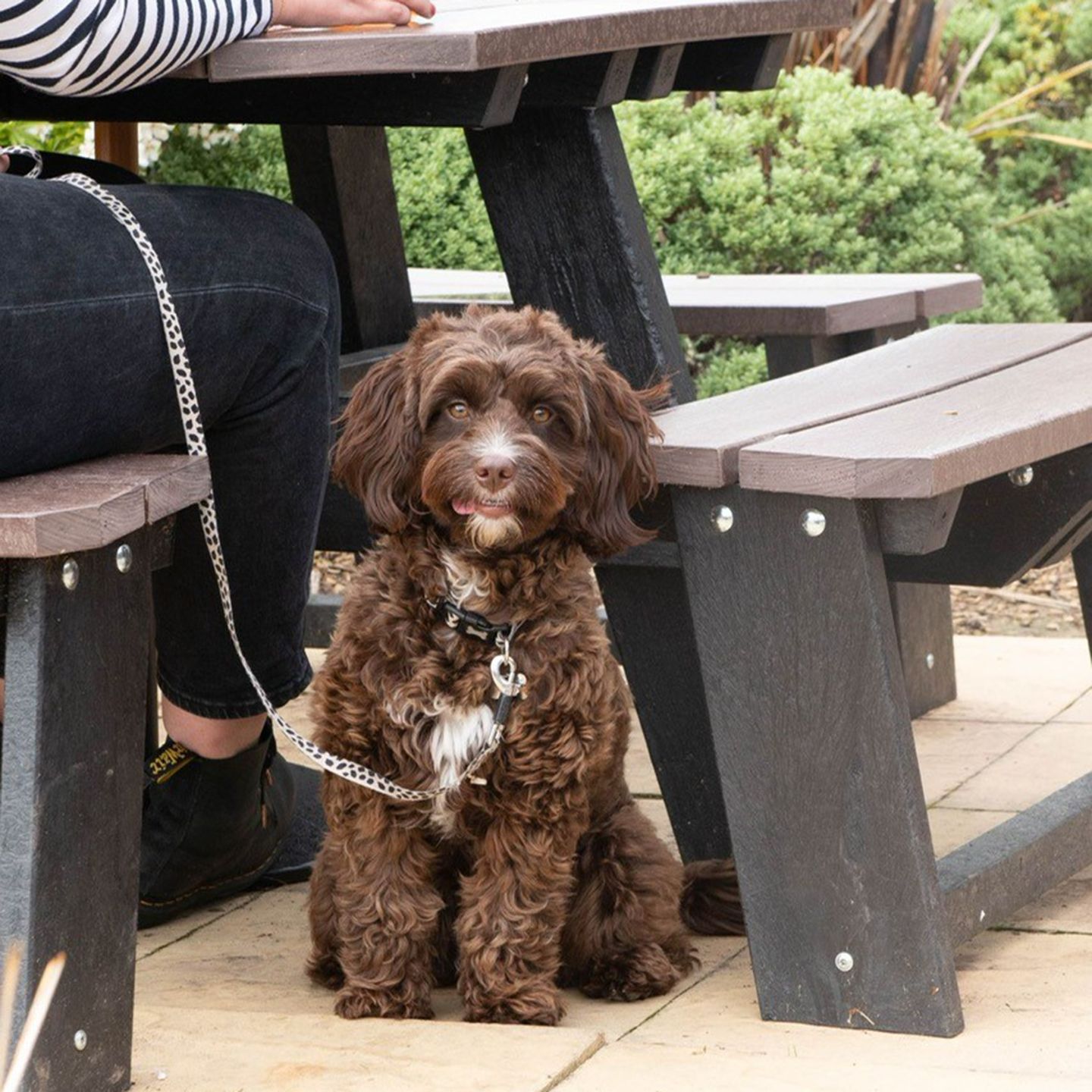 Your local dog friendly pub in Gwent